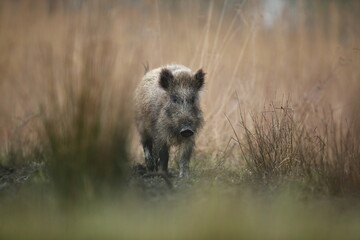 Dzik euroazjatycki, dzik, (Sus scrofa) © Bartosz Rakoczy