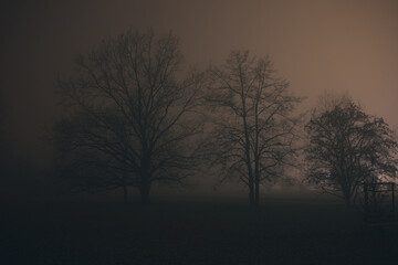 Dark scary trees in the fog