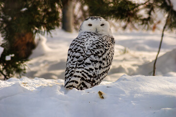 A white owl is standing in the snow, looking at the camera