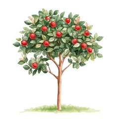 Muntingia Tree with Ripe Fruit – Lush Watercolor Vector Illustration for Creative Projects  
