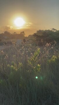 sunrise over the field in otranto salento apulia italy