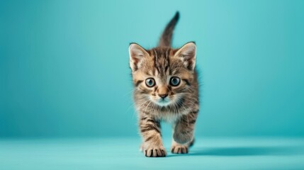 Obraz premium Playful tabby kitten leaps against a vibrant blue background, capturing a moment of joy and mischief.