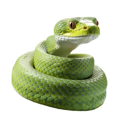 Close Up Of A Snake Isolated On Transparent Background	