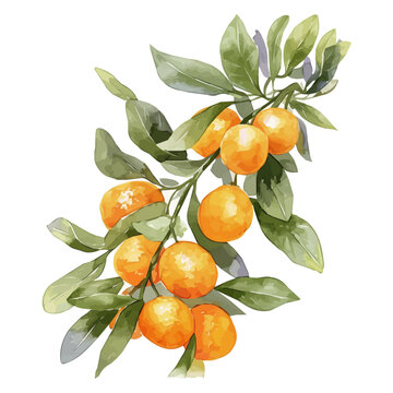 Oval Kumquat Tree with Fruit &ndash; Detailed Watercolor Illustration, Citrus Tree Botanical Art, Vibrant Fruit-bearing Tree Painting, Nature-inspired Artwork  
