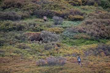 wildlife photographer capturing bull and cow moose in Alaskan tundra