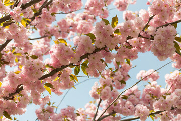 Beautiful sakura trees blooming in park, closeup view