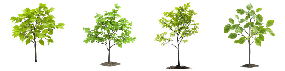 Lush Green Sapling PNG Set &ndash; High-Resolution Young Trees for Landscaping & Design - Isolated on Transparent Background