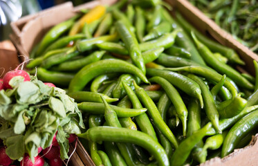 Fresh green anaheim peppers on the counter market. Organic vegetable