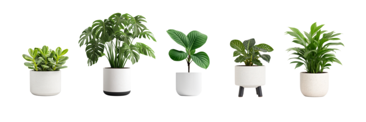 Indoor plants arranged in decorative pots showcasing various leaf shapes and sizes in a bright setting