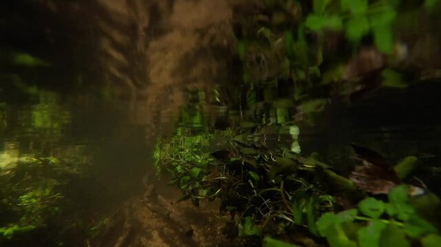 Underwater view of riverbed with forest reflected on surface
