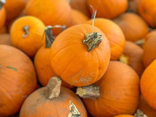 Large piles scattering of small pumpkins and gourds at a pumpkin patch in October for a Fall Festival