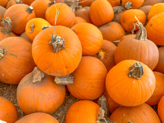 Large piles scattering of small pumpkins and gourds at a pumpkin patch in October for a Fall Festival