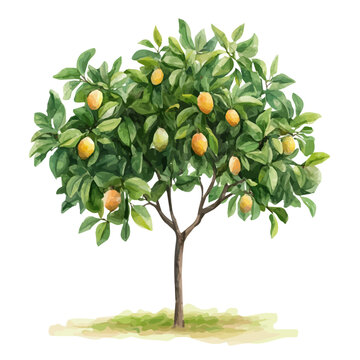 Pitomba Tree with Fruit | Elegant Watercolor-Style Flat Vector Artwork.  
