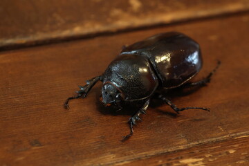 Augosoma centaurus, the centaurus beetle, is a species of rhinoceros beetle found in tropical Africa.