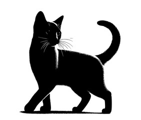 black and white cat, silhouette of a cat