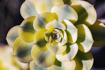 Vibrant succulent plant with yellow-green leaves in a sunny garden