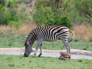 zebra in south africa