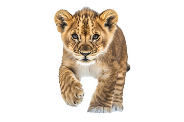 lion cub walking transparent background