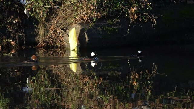 Three Beautiful male and female hooded merganser swimming in the river with relaxing and slow motion