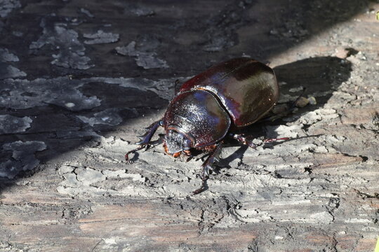 Augosoma centaurus, the centaurus beetle, is a species of rhinoceros beetle found in tropical Africa.