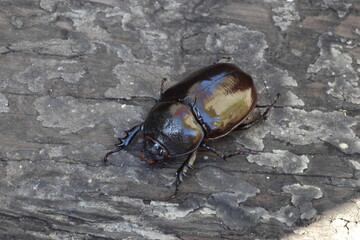 Augosoma centaurus, the centaurus beetle, is a species of rhinoceros beetle found in tropical Africa.