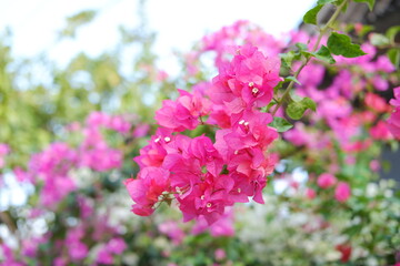 Bougainvillea flowers in the garden with natural background.