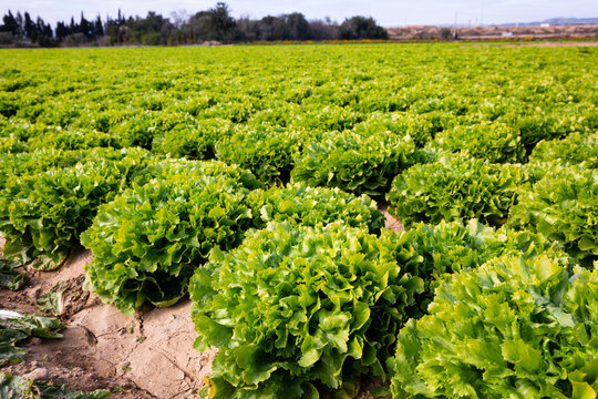 Beds with green endive on the field