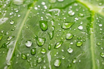 Close-up view of raindrops on green tropical leaf