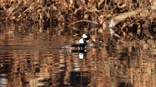 Three Beautiful male and female hooded merganser swimming in the river with relaxing and slow motion in autumn color reflection