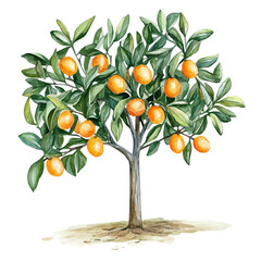 Round Kumquat Tree with Fruit | Vibrant Watercolor Botanical Illustration.  
