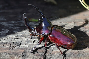 Augosoma centaurus, the centaurus beetle, is a species of rhinoceros beetle found in tropical Africa.