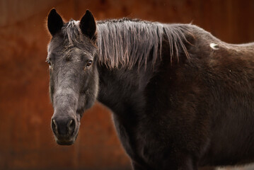 Black horse in stable