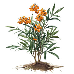 Sea Buckthorn Plant with Fruit | Bright Watercolor Flat Vector Artwork.  
