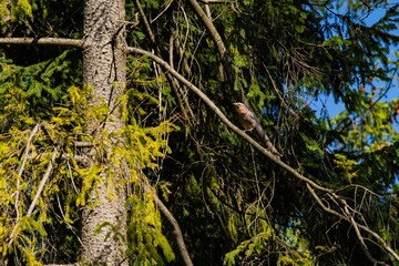 Bird perched on a branch among green foliage in a forest during bright daylight under a clear blue sky