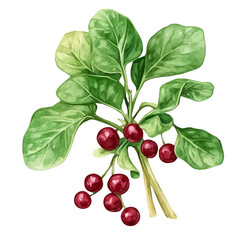 Sorrel Plant with Fruit – Watercolor Illustration, Botanical Art, Vibrant Green Foliage with Ripe Fruits, Hand-Painted Nature Artwork, Elegant Botanical Design  
