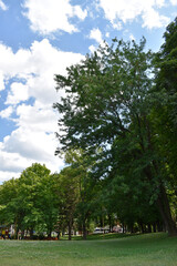 Obraz premium Public park with beautiful trees, grass and blue sky in the background.