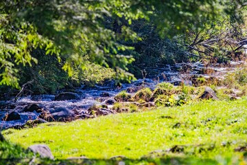 River flowing through a lush green landscape with sunlight filtering through trees on a calm day
