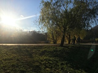 Trees in the autumn park