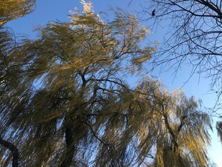 Trees in the autumn park