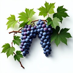 Fototapeta premium A bunch of purple grapes with green leaves