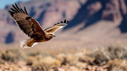 Obraz premium Hawk in flight over desert landscape, majestic wings spread, rocky mountains background; nature photography