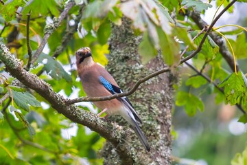 Colorful bird perched on a branch surrounded by green leaves in a natural setting during the day