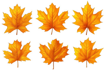 Fototapeta premium A collection of six vibrant orange maple leaves arranged in a visually appealing manner. transparent background