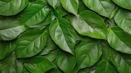 Green Leaves Texture: A seamless, vibrant texture of lush green leaves, perfect for showcasing organic and natural concepts, evoking a sense of freshness, vitality, and growth.