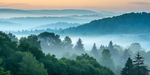 Obraz premium Foggy forest gradient wallpaper.