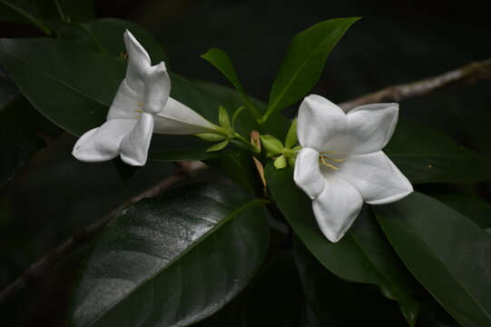 "Delicadas flores blancas en forma de campana que florecen entre hojas verdes brillantes, destacando la armon&iacute;a y el contraste de la naturaleza en su m&aacute;ximo esplendor."
