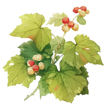 Thimbleberry Plant with Fruit &ndash; Watercolor Illustration, Botanical Art, Fruit-bearing Plant Painting, Nature-inspired Artwork, Vibrant Watercolor Plant with Thimbleberry Fruits
