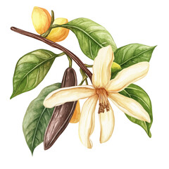 Vanilla Vine with Fruit – Watercolor Illustration, Botanical Art, Fruit-bearing Plant Painting, Nature-inspired Artwork, Vibrant Watercolor Vine with Vanilla Pods  © mehdi