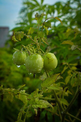 tomatoes on a vine