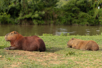 Fototapeta premium Capivaras do Parque Barigui